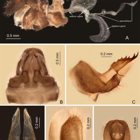 Pdf Revision Of The Afrotropical Genus Fernandea Melichar 1912