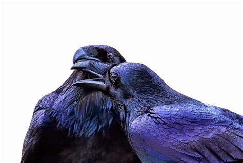 Lisas World 10 Fascinating Facts About Ravens