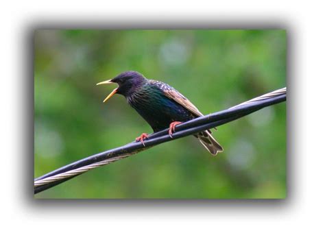 Starlings And Bird Control Services Critter Control Of The Triad