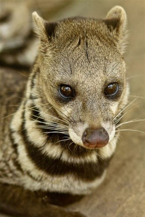 Civet Cat A Mammal Interesting Animals Unusual Animals Rare Animals