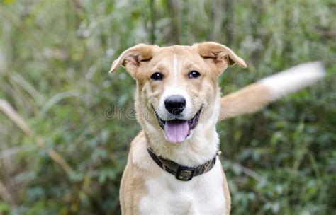 Collie Shepherd Mixed Breed Mutt Puppy Dog Wagging Tail Stock Image