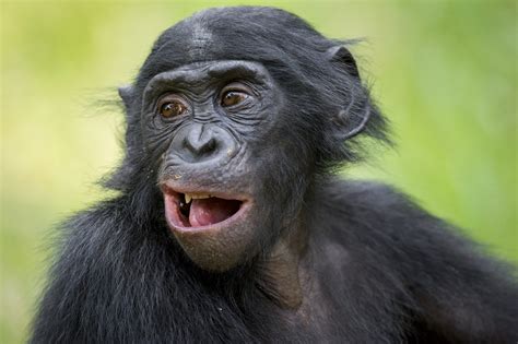 Bonobo Trafficking Kidnapping And Killing Is A Major Problem And Here