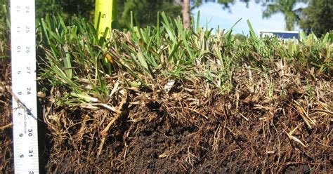 Augustine lives in usda zones 8 through 10, from the carolina coast across the gulf coast region and southern thatch buildup sometimes becomes problematic in st. Can you Dethatch St.Augustine Grass? - AGreenHand