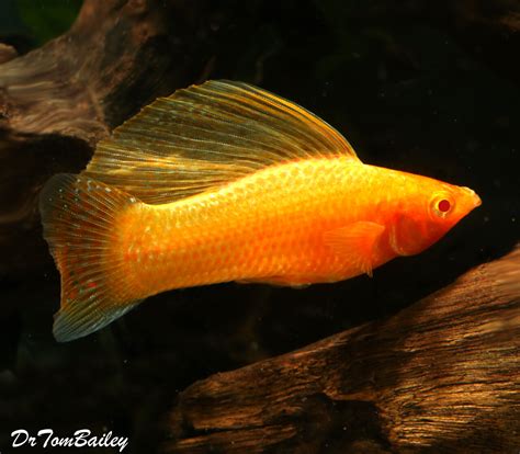 Premium Male Gold Sailfin Molly On Sale