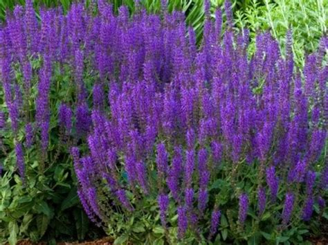 5 Best Perennial Flowers For Colorado