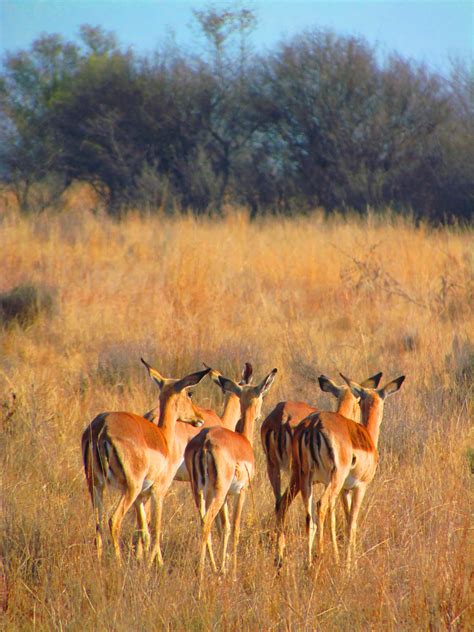 Grassland Ecosystem Animals