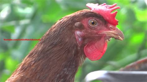 Hen clucking after laying egg - YouTube