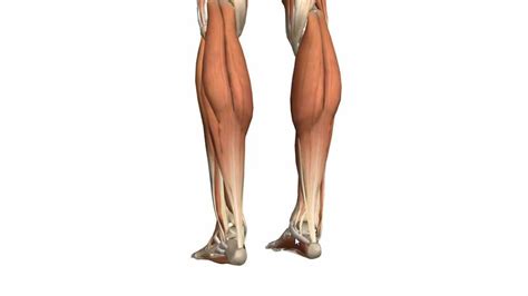 Human anatomy for muscle, reproductive, and skeleton. Leg Muscle Diagram - exatin.info