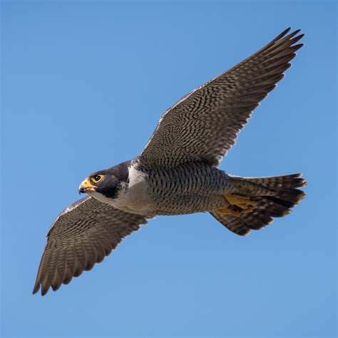 Peregrine Falcon In Flight La Jolla California