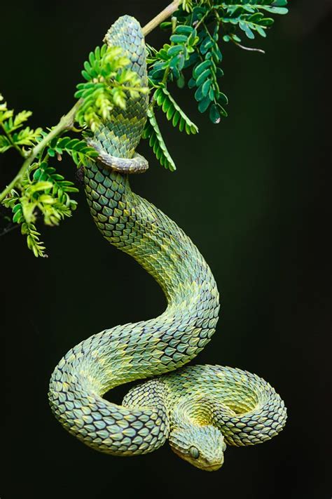 Tree Snake African Bush Viper Snake Reptiles