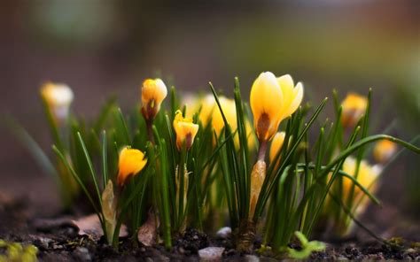 Early Spring Flower Wallpapers Wallpaper Cave