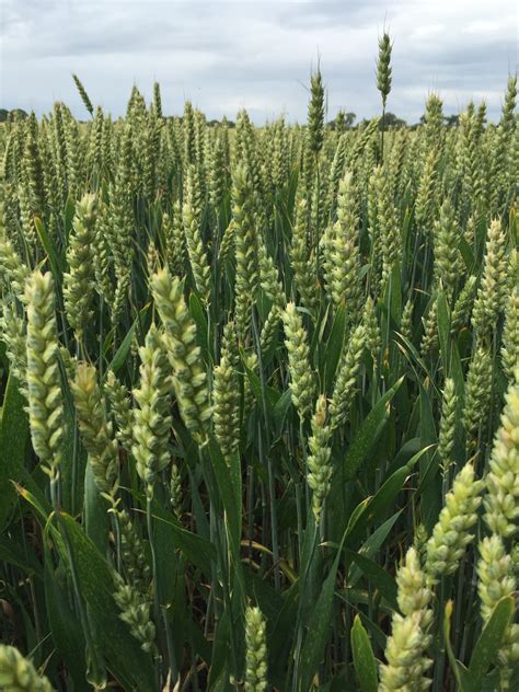 Free Images Field Wheat Flower Food Produce Crop Botany