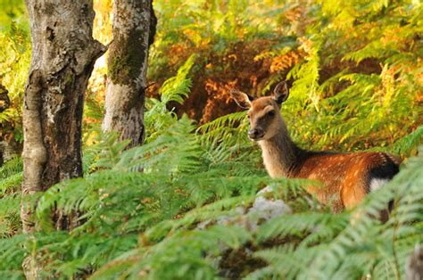 Sika Deer Killarney Np Ireland Andrea Zampatti Flickr