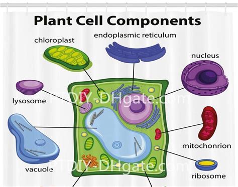 Dibujo De La Celula Vegetal Con Sus Partes Consejos Celulares
