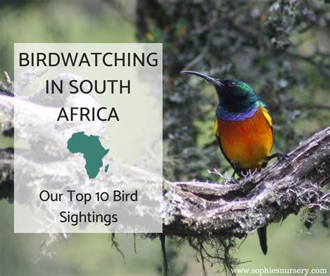 Birdwatching In South Africa Our Top 10 Bird Sightings Sophies Nursery