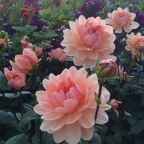 See more ideas about flowers, beautiful flowers, pretty flowers. My 2017 Favourite dahlia 1: Apricot desire. #treberonfarm ...