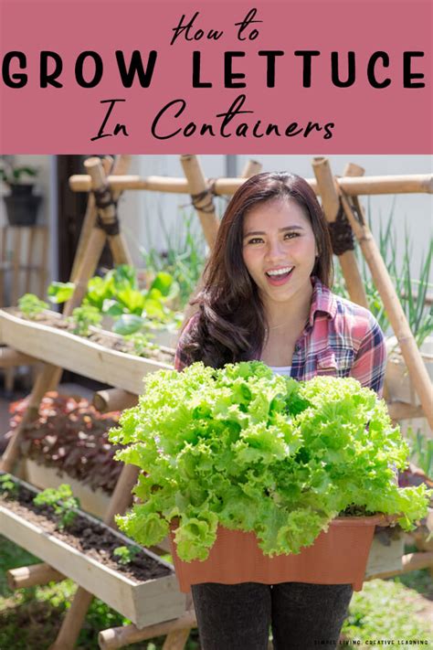 How To Grow Lettuce In Containers Healthprodukt Com