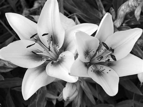 Black And White Flowers Wallpaper 1024x768 51487