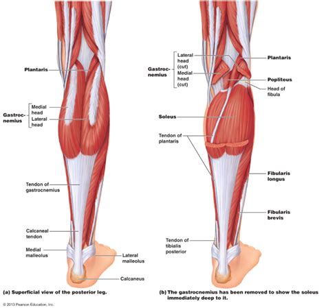 How long did he study for the job? Calf Muscle Tightness, Achilles Tendon Length and Lower ...