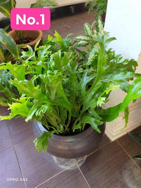 8 bunga hiasan indoor yang cantik dan senang dijaga. Pokok Ni Kalau Tanam Dalam Pasu Senang Sangat Nak Jaga ...