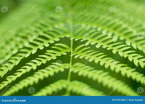 Close Up Of Fern Leaves On A Plant With A Multiple Branching Pattern