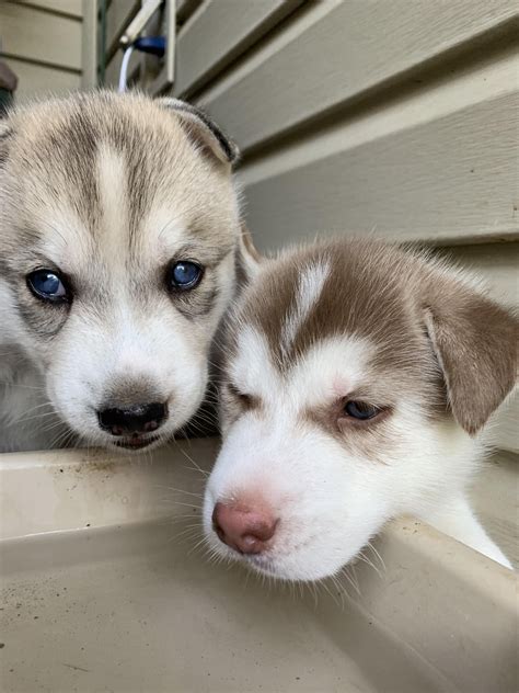 Heres My Husky Pups At 5 Weeks The Other Puppy Isnt In This Picture She Is To The Left Husky
