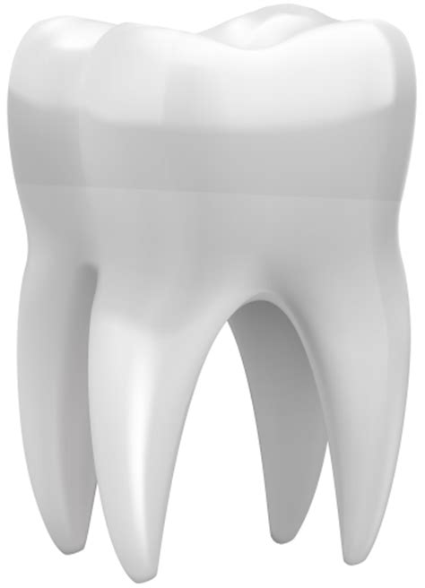 Tooth Png Transparent Image Download Size 361x500px