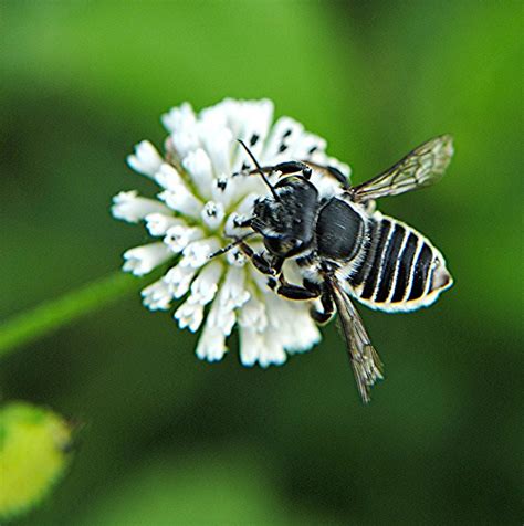 Black And White Striped Leafcutter Bee On White Alligator