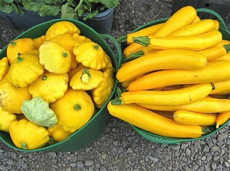How To Freeze Squash From Your Garden Dengarden