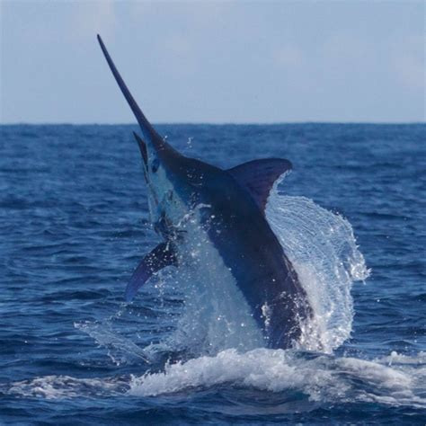 Marlin Magic Sport Fishing Hawaii Kailua Kona Hi