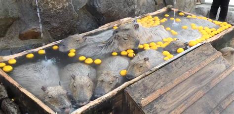 Capybara Bathing This Viral Video Is A Mood Indy100 Indy100