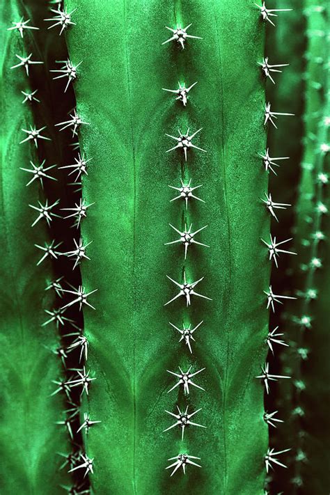 Cactus Texture In Green Photograph By Evgeniya Lystsova