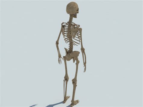 Human Skeleton 3D Model - Realtime - 3D Models World