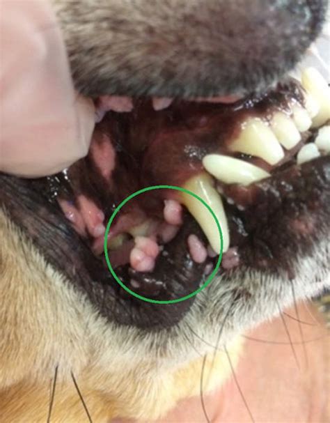 Bumps And Tumors On Dog Lips Our Vet Explains With Pics