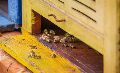 Verhaltenstipps und vermeidung lernen sie hier kennen. Bienen im Bienenhaus stockbild. Bild von beekeeping, honig ...