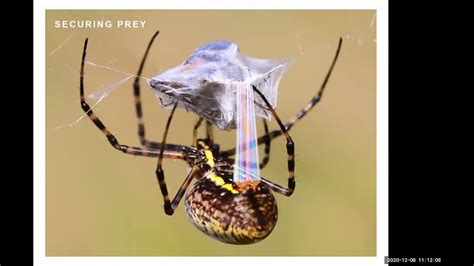 Webinar Spider Silk Youtube