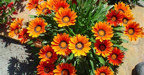 In the spring, palm desert and surrounding areas display beautiful wildflowers like spanish needle, chuparosa, arizona lupin, purple mat, and with the recent california rains, this year's desert bloom is shaping up to be the best it has ever been. Bright flowers that work in Coachella Valley gardens