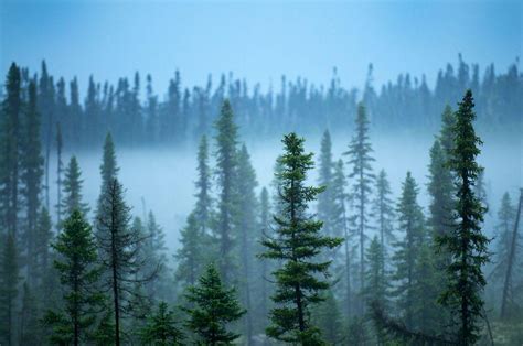 Boreal Forest Wallpapers Top Free Boreal Forest Backgrounds