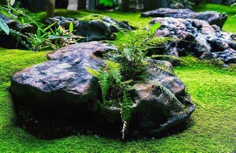 Moss Rock Garden Landscaping Fasci Garden