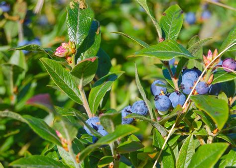 How To Grow Blueberries In The Home Garden