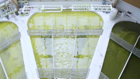 A Brief Look At Algae Aquaculture Technology Green Power House Youtube