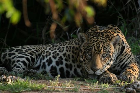 Quest For The Jaguars Of Brazil Reef And Rainforest Tours