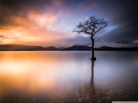 Beautiful Lone Tree Lake Nature Ultra Hd Desktop Background Wallpaper