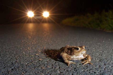 Frog Getting Ran Over By A Car Rmemetemplatesofficial