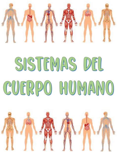 Sistemas Y Órganos El Cuerpo Humano By Andrea Lainez Flipsnack