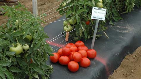 10 Tomato Varieties You Need To Know Growing Produce