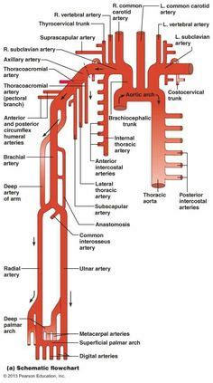 Digestive system of human body with diagram. This diagrams shows the major arteries in the human body. | School | Anatomy, physiology ...