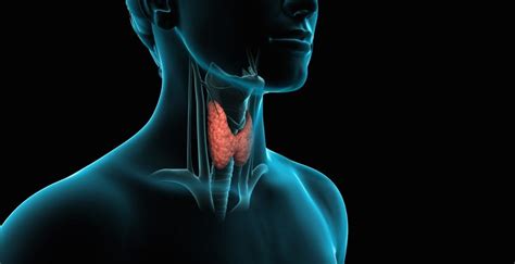 Tiroidite Di Hashimoto Il Sistema Immunitario Attacca La Tiroide
