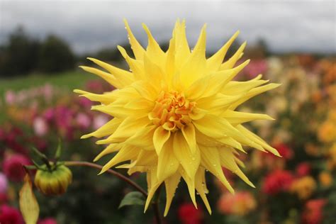 Golden Delight Country Dahlias