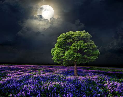 Fonds Decran Photographie De Paysage Champ Ciel Arbres Lune Nuit